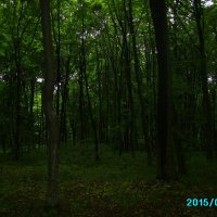 В   Крылосском   лесу :: Андрей  Васильевич Коляскин