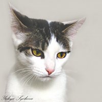 Портрет кошки из приюта :: ЮЛИЯ 