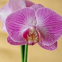 Орхидея :: Сергей Тарабара