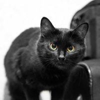 Black cat. :: Владимир Лазарев