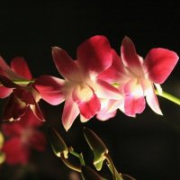 Орхидея. :: Елена Сухарева