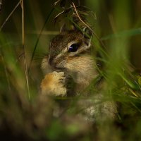 бурундук :: Оксана Галлямова