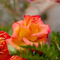 Потрясающие розы.. розы.. :: Ирина Кузина