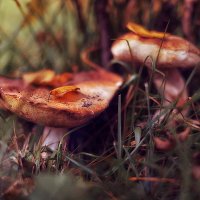 Охота за грибами :: Ксения Базарова