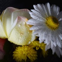 мои цветочки :: Ксения Забара