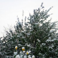 Первый снег :: Татьяна Королёва