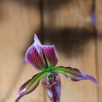 Орхидея рода циприпедиум, Венерин башмачок :: Анатолий Шумилин