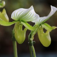 Орхидея рода циприпедиум, Венерин башмачок :: Анатолий Шумилин