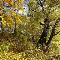 Золотая осень :: Маргарита Батырева