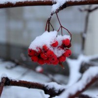 Первый снег :: Анна Шишалова