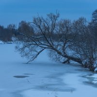 Дерево склонилось к ледяной Дубне. :: Виктор Евстратов