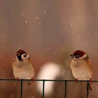 Ну, взгляни на меня! Хоть один только раз :: Татьяна Ломтева