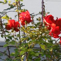 Розы :: татьяна 