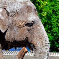 слониха в калининградском зоопарке :: андрей поляков