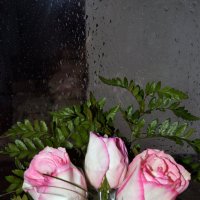 мои цветочки :: Ксения Забара