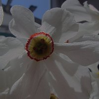 цветок внутри цветка :: Ксения Забара