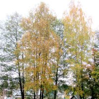 Осень :: Герович Лилия 
