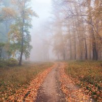 Осенний туман :: Любовь Потеряхина