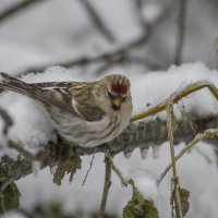 Чечётка :: Елена Швыдун