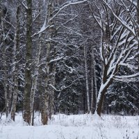 Снежные ветви :: Aнна Зарубина