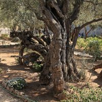 Оливы в Гефсиманском саду. Иерусалим. Jerusalem. :: Avgusta 