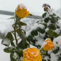 розы в снегу :: галник 