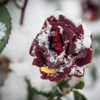 роза в снегу :: галник 