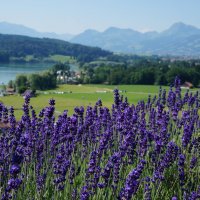 Путешествия по Швейцарии ... :: Алёна Савина