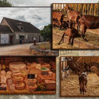 На козьей ферме, где делают сыр "Рокамадур" :: Надежда Лаптева