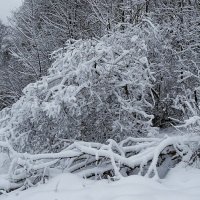 Снежный ноябрь :: Милешкин Владимир Алексеевич 
