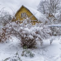 Снежный ноябрь... :: Ирина Шарапова