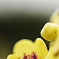 Жёлтый цветочек :: Оксана Сергеева