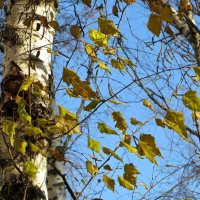 Я люблю, когда шумят берёзы, когда листья падают с берёз... :: Татьяна Смоляниченко
