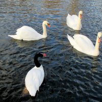 Лебеди в парковом пруду :: Нина Бутко