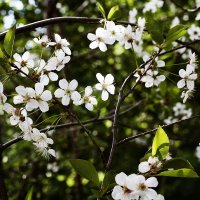 Цветы вишни :: Оксана Сергеева
