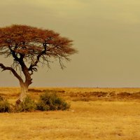 Намибия :: Михаил Рогожин
