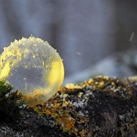 Мыльный пузырь зимой. :: Olga Kramoreva