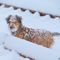 Дождалась снега :: Евгений Замковой