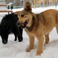 Видишь, Шарик, не зря позировали, косточки заработали!:) :: Андрей Заломленков