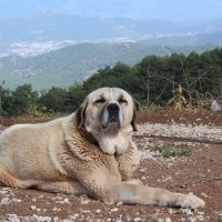 портрет собачки на фоне турецкого пейзажа :: Антонина Тыртышная (Гладких)