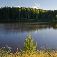 Лесное озеро :: Александр Березуцкий (nevant60)