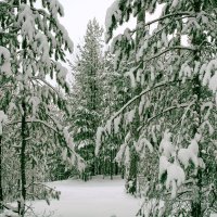 Зима в лесу :: Юрий Сименяк