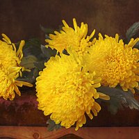 Солнечные хризантемы. :: alfina 