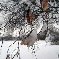 Зима :: Роман Кривеженко