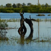 Среди большой воды. :: Валерий Медведев