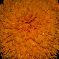 огненный цветок :: Ксения Забара