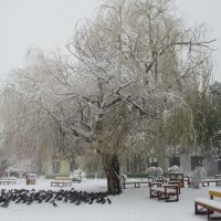 Серия деревья. Снегопад. :: Вячеслав Медведев