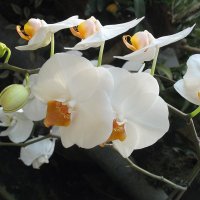 Орхидея фаленопсис :: Елена Павлова (Смолова)
