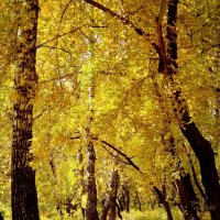 Осенний лес :: Флора 