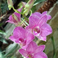Орхидея Фаленопсис :: Елена Павлова (Смолова)